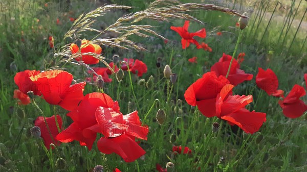 Champ de coquelicots