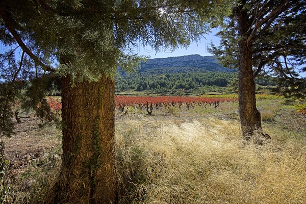 Corbières landscape, Aude