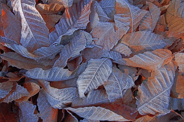 Feuilles de chataignier givrées