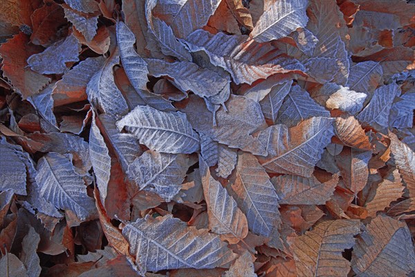 Frosted chestnut leaves