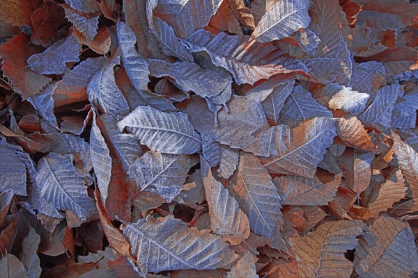 Feuilles de chataignier givrées