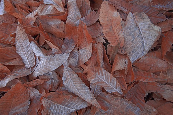 Feuilles de chataignier givrées