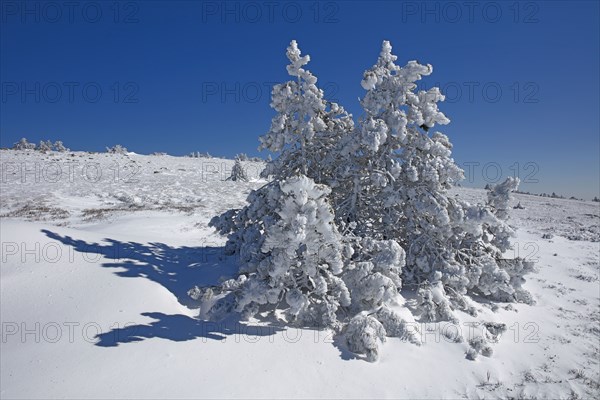 Le mont Lozère en hiver, Lozère