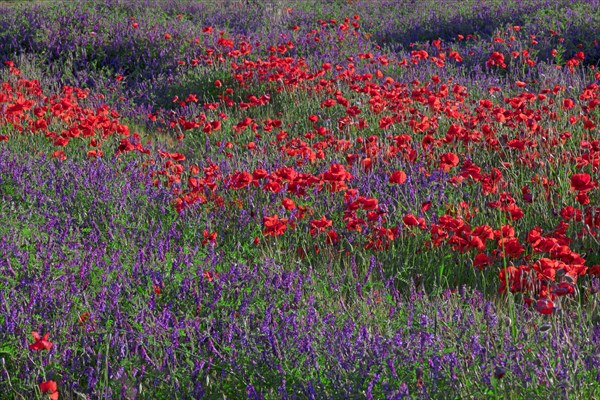 Champ de coquelicots