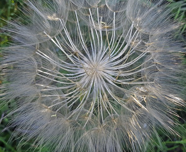 Dandelion