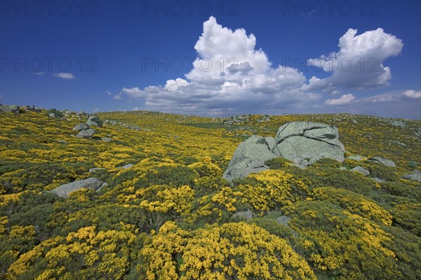 Vialas, Lozère