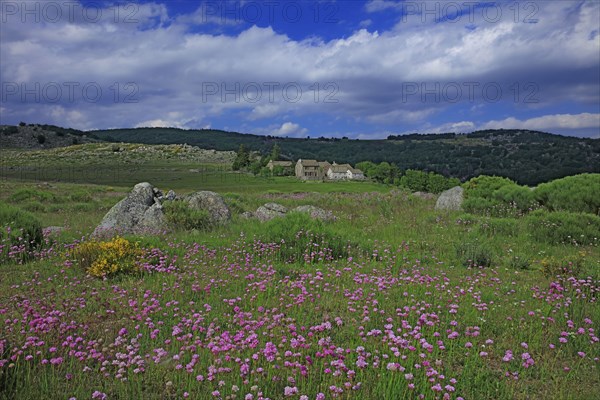 Pont de Montvert, Lozère