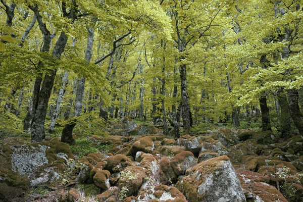 Beech wood, Gard