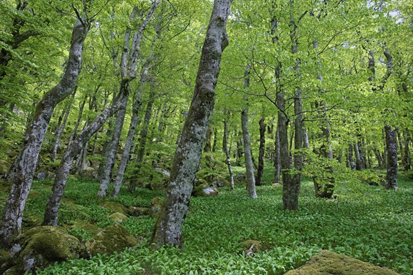 Beech wood, Gard