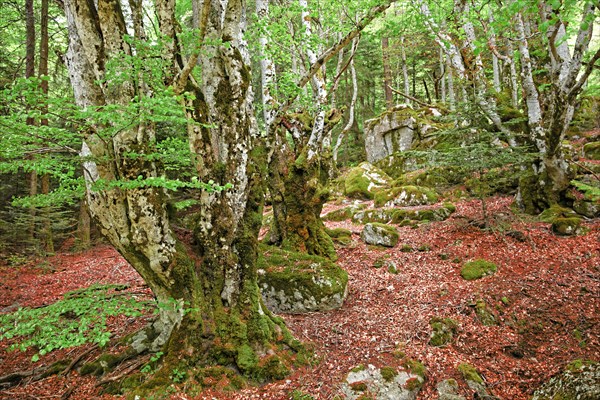 Beech wood, Gard