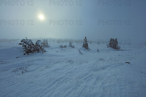 Le mont Lozère en hiver couvert de neige, Lozère