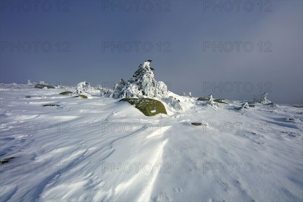 Mount Lozère in winter covered with snow, Lozère