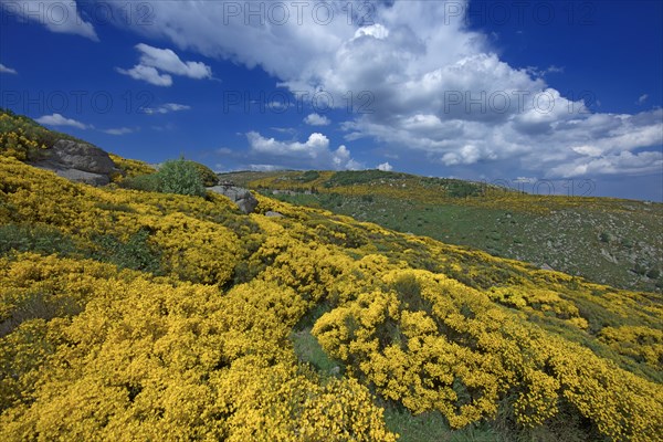 Vialas, Lozère