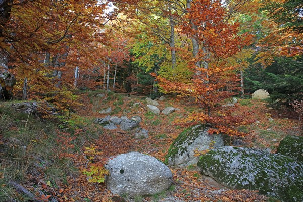 Mont-Lozère, Lozère