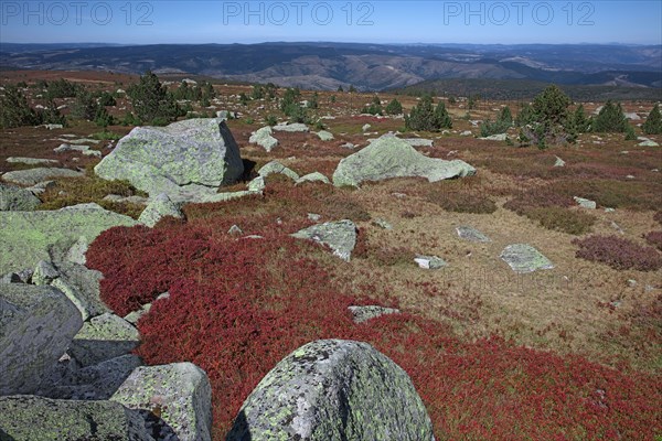 Mont Lozère, Lozère