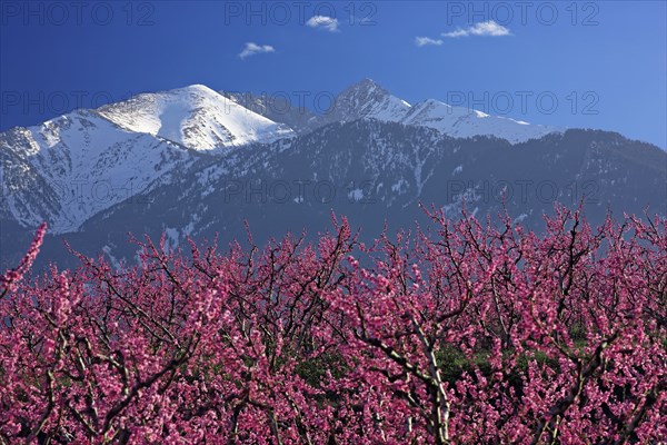 Pic du Canigou, Pyrénées-Orientales