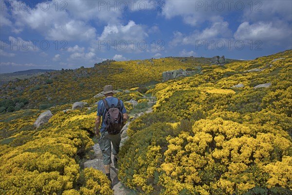 Paysage fleuri de la Lozère