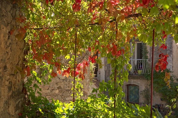 Tonnelle couverte de vigne vierge en automne, Hérault