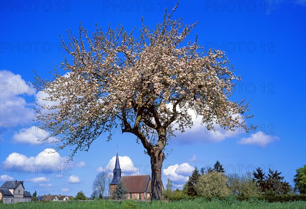 Pommier en fleurs, Calvados