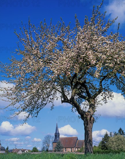 Pommier en fleurs, Calvados