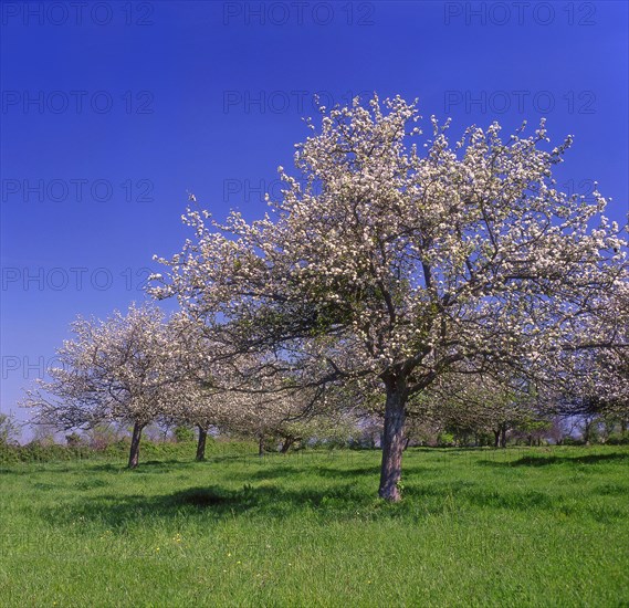 Verger avec pommiers en fleurs, Calvados