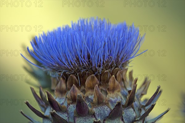 Artichoke in flower