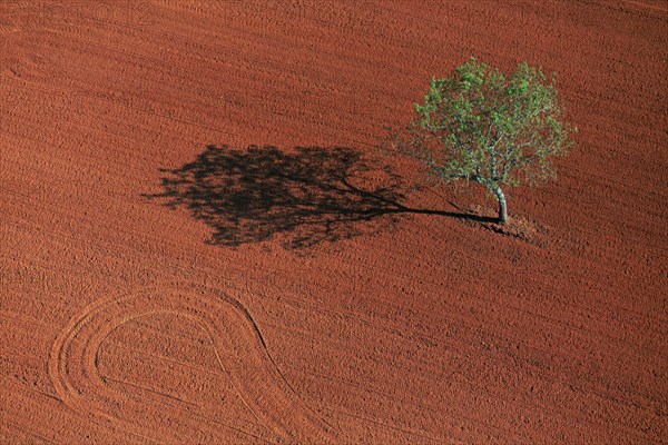 Arbre isolé, paysage de l'Indre