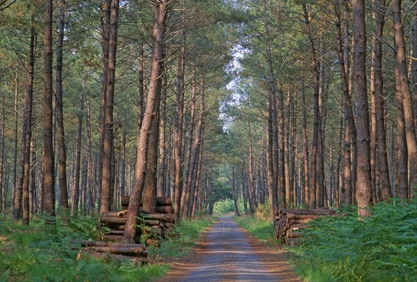 Chemin forestier dans les Landes