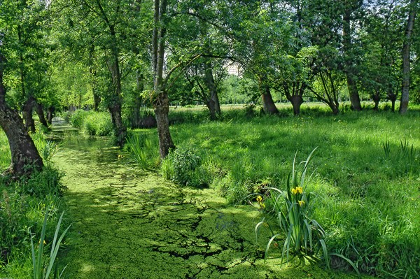 Landscape of the Marais Poitevin, Deux-Sèvres