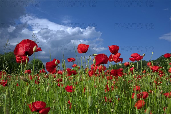 Poppy field