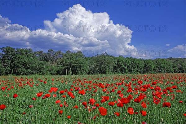 Champ de coquelicots