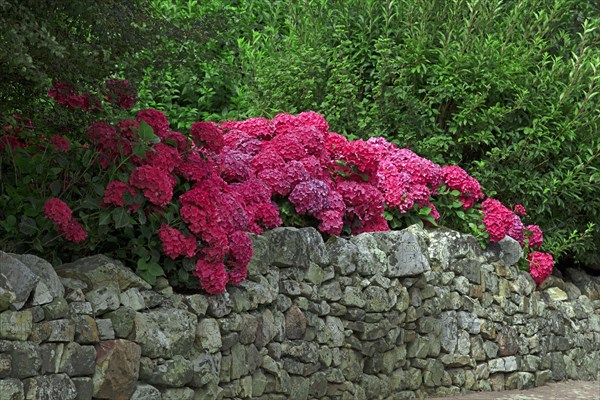 Hortensia massif en fleur, Manche