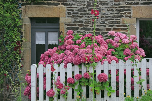 Hortensia massif en fleur, Manche