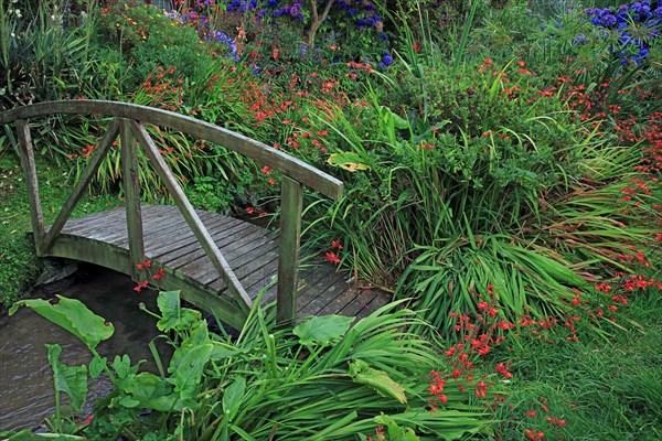 Plantes dans un jardin botanique, Manche