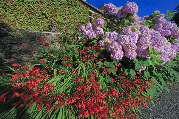 Plantes dans un jardin botanique, Manche