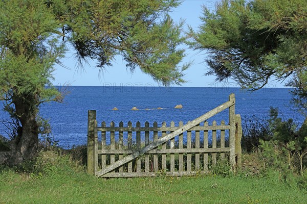 Fence and tamarisk, Manche