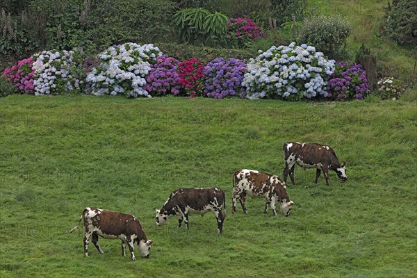 Vaches normandes dans la Manche