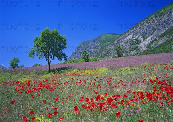 Paysage provençal, Drôme