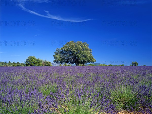 Le Plateau de Valensole, Alpes-de-Haute-Provence