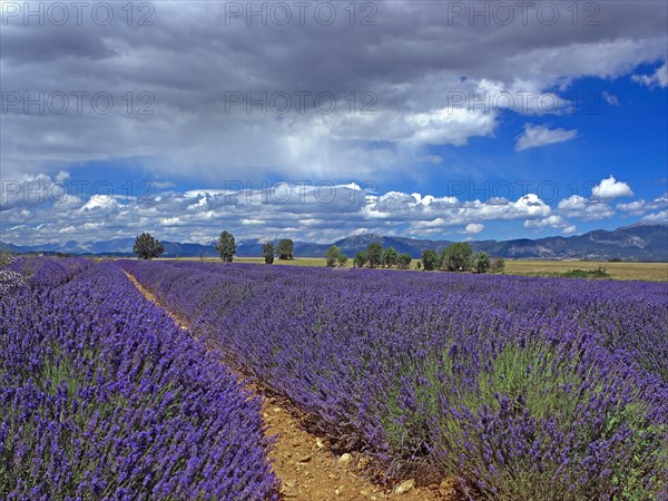 The Valensole Plateau, Alpes-de-Haute-Provence