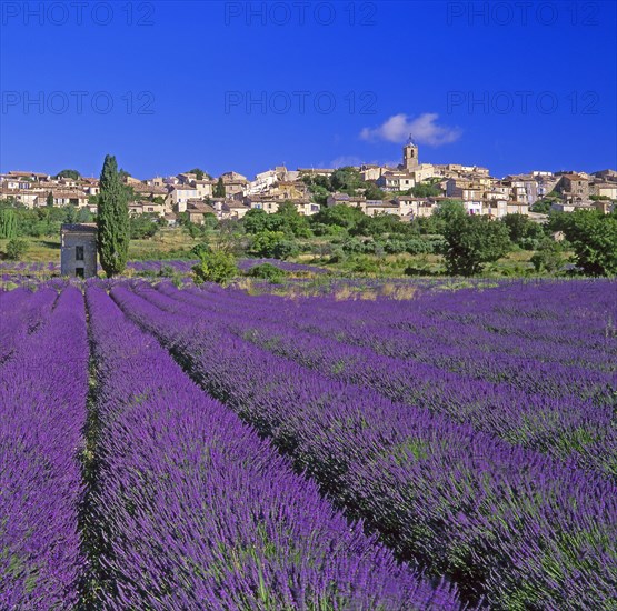 Puimoisson, Alpes-de-Haute-Provence