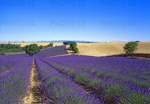 Mane, Alpes-de-Haute-Provence