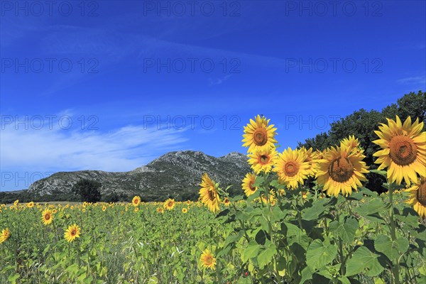 Champ de Tournesol dans les Alpilles, Bouches-du-Rhône