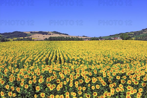 Champ de Tournesols, Puy-de-Dôme