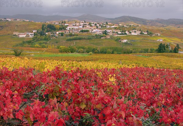 Vaux-en-Beaujolais, Rhône