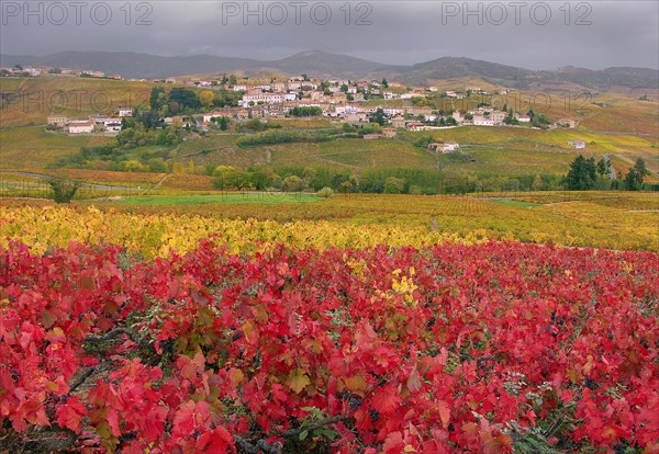 Vaux-en-Beaujolais, Rhône