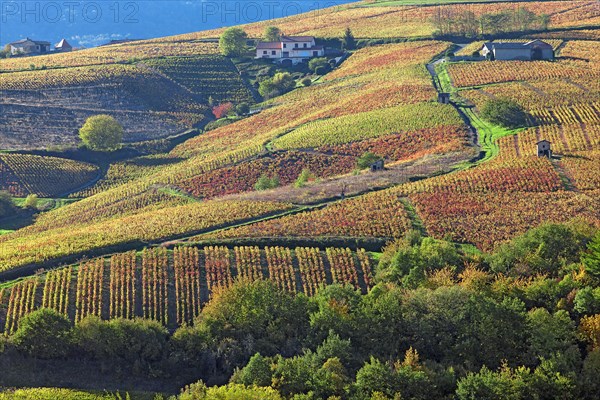 Vauxrenard, Rhône