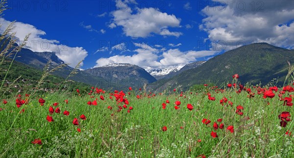 Landscape with snowy mountain and poppy field, Haute-Savoie