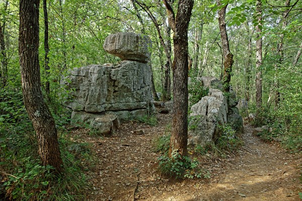 Bois de Paiolive, Ardèche