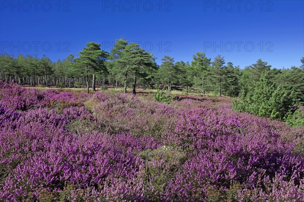 Heather in flower and pine forest on the high plateaus of the Vivarais Cévenol, Ardèche